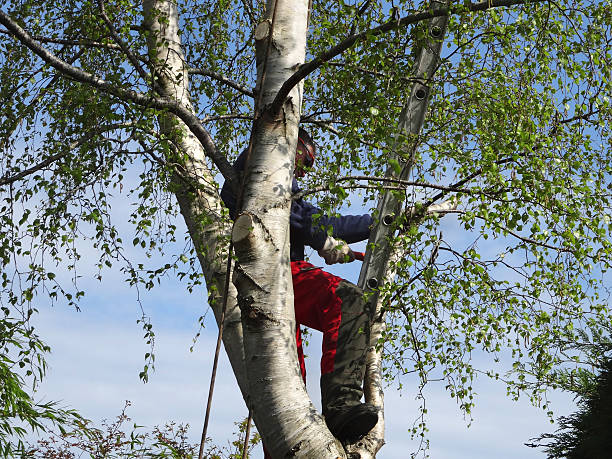 Best Tree Mulching  in Bel Nor, MO